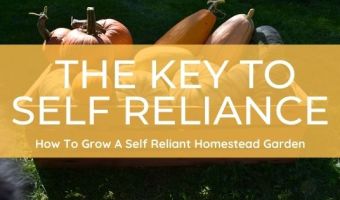 Building Self Reliance In Your Homestead Garden