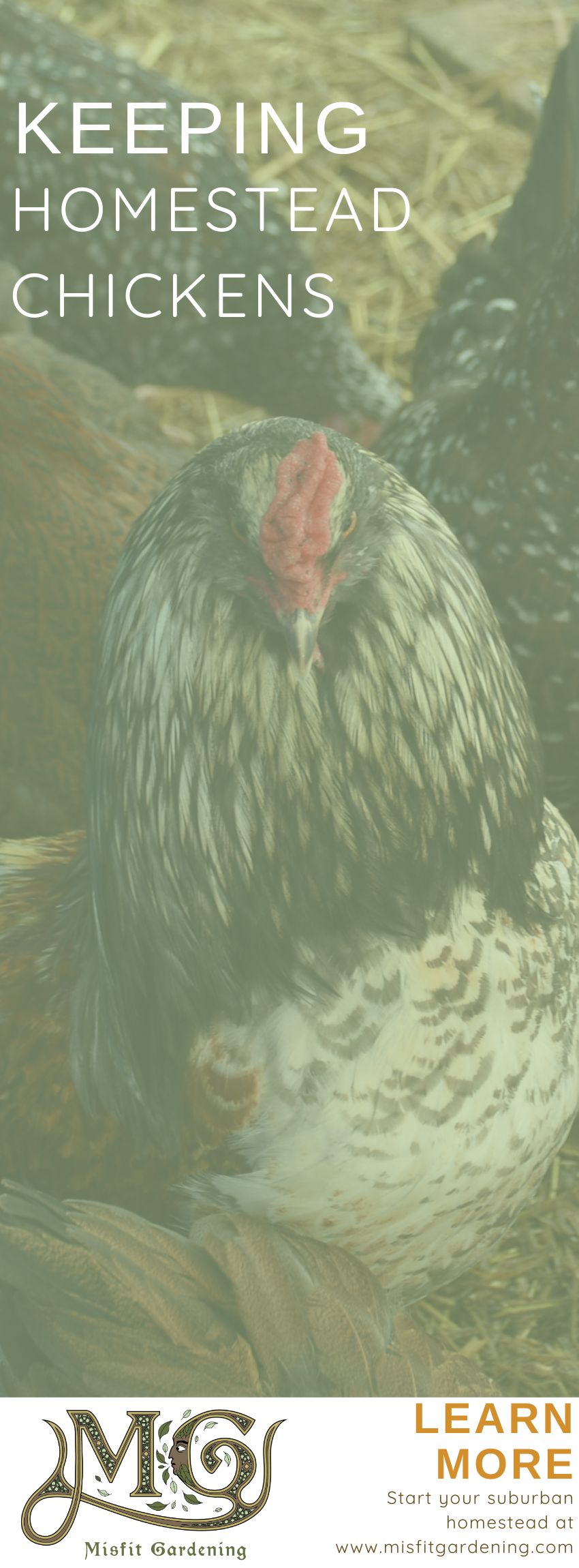 Click to learn how to keep happy chickens on your homestead or pin it for later #homesteading #chickens