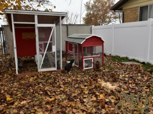 Precision Red Barn 2 chicken coop review